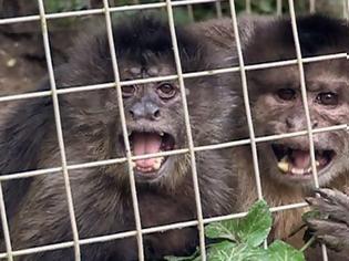 Φωτογραφία για Όταν μια μαϊμού βγαίνει πρώτη φορά ραντεβού