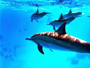 Φωτογραφία για Νεκρά δελφίνια 5 χρόνια μετά την πετρελαιοκηλίδα του Κόλπου του Μεξικό