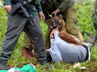 Φωτογραφία για Bίντεο σοκ: Ισραηλινοί στρατιώτες πέταξαν 16χρονο Παλαιστίνιο στα σκυλιά [video]