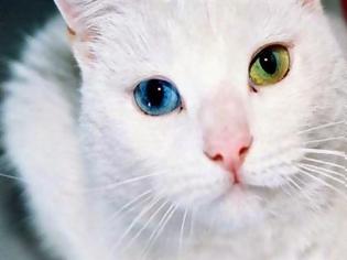 Φωτογραφία για Ξέρατε ότι οι άσπρες γάτες έχουν προβλήματα ακοής;