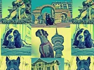 Φωτογραφία για City of Dog: Σκυλιά ποζάρουν μπροστά σε μνημεία της Θεσσαλονίκης