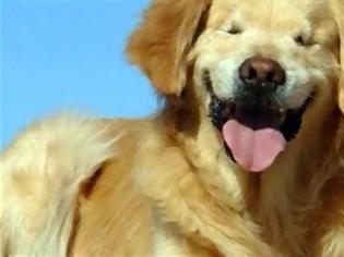 Φωτογραφία για Ο τυφλός σκύλος που μοιάζει μονίμως χαμογελαστός