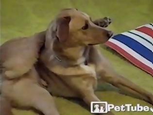Φωτογραφία για Απίθανο βίντεο! Σκύλος αντιγράφει το αφεντικό του που κάνει γιόγκα και τα καταφέρνει καλύτερα! [video]