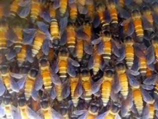 Φωτογραφία για Οι μέλισσες μπορούν να μετρούν