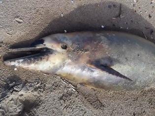 Φωτογραφία για Δυτική Ελλάδα: Νεκρό δελφίνι ξεβράστηκε σε παραλία