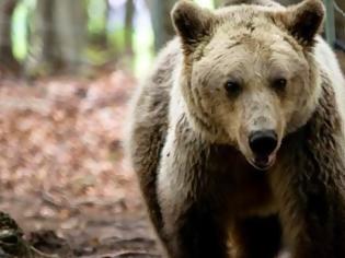 Φωτογραφία για Ξύπνησαν και υποδέχονται την άνοιξη οι αρκούδες στο Καταφύγιο του Αρκτούρου...