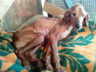 Φωτογραφία για Πάτρα: Την παράτησαν σκελετωμένη και άρρωστη στο Δασύλλιο