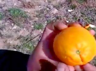 Φωτογραφία για Ο καλύτερος τρόπος για να ξεφλουδίσετε ένα πορτοκάλι...δεν φαντάζεστε το αποτέλεσμα! [video]