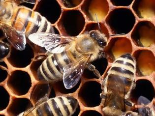 Φωτογραφία για Οι μέλισσες αναγνωρίζουν ανθρώπινα πρόσωπα!