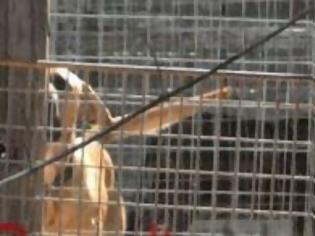 Φωτογραφία για Κρήτη: Άθλιες συνθήκες σε παράνομο κυνοτροφείο που στέλνει ζώα στη Γερμανία για κυνομαχίες-Παρέμβαση εισαγγελέα