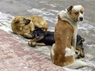 Φωτογραφία για Πολλοί σκύλοι σκοτωμένοι από αυτοκίνητα στους δρόμους Θεσπρωτίας και Ιωαννίνων!