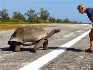 Φωτογραφία για Να τι γίνεται όταν διακόπτει κανείς χελώνες την ώρα της ακατάλληλης πράξης