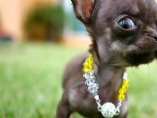 Φωτογραφία για Δείτε το πιο μικρό σκυλί στον κόσμο