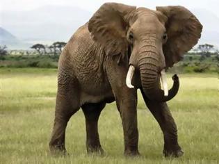 Φωτογραφία για Κονγκό: Σφαγή 30 ελεφάντων από λαθροκυνηγούς
