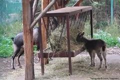 Επιχείρησαν να κλέψουν τους Κρητικούς Αίγαγρους από το δημοτικό κήπο Χανίων
