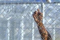Στην Αμυγδαλέζα έφτασαν τους 86  Πάνω από 2.500 μετανάστες έχουν επιστρέψει στις πατρίδες τους από το 2010