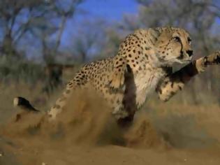 Φωτογραφία για Πόσο γρήγορα μπορεί να τρέξει ένα ζώο