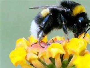 Φωτογραφία για Σπάνιο είδος μέλισσας τρέφεται με… δάκρυα