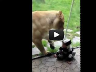 Φωτογραφία για Λιοντάρι πέρασε μωρό που ήταν ντυμένο ζέβρα για… ορεκτικό (Video)
