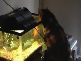 Φωτογραφία για Ψάρι επιτίθεται στη γάτα! [Video]