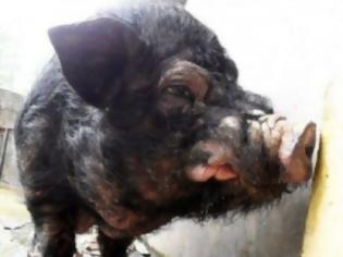 Φωτογραφία για ΔΕΙΤΕ: Το πιο άσχημο γουρούνι στον κόσμο