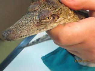 Φωτογραφία για Έντοπισαν τραυματισμένο κροκοδειλάκι στην Αχαρνών!