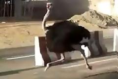 Στρουθοκάμηλος προκάλεσε πανικό στη Σαουδική Αραβία
