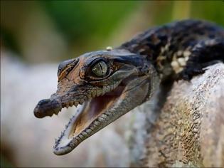 Φωτογραφία για Κροκόδειλος στην Αχαρνών!!!!