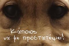 Mεθυσμένος θανάτωσε, για εκτόνωση, δύο σκύλους!