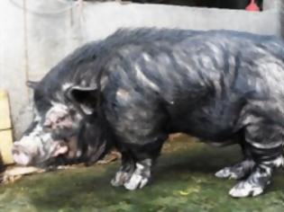 Φωτογραφία για Τα πιο άσχημα γουρούνια του κόσμου (Photos)