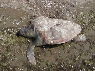 Φωτογραφία για Νεκρές θαλάσσιες χελώνες στο δέλτα του Έβρου