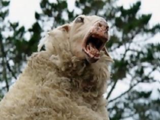 Φωτογραφία για Χαλκιδική : Πρόβατα και κατσίκια έφαγαν τα …χασισόδεντρα!