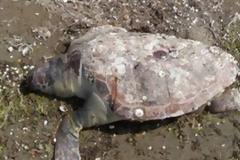 Caretta-caretta βρέθηκαν νεκρές σε παραλία της Αλεξανδρούπολης