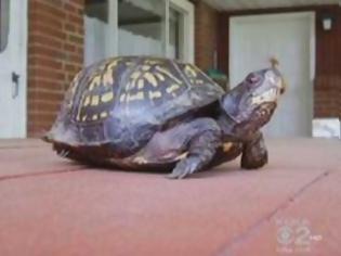 Φωτογραφία για Επέστρεψε χελώνα στον ιδιοκτήτη της μετά από 47 χρόνια