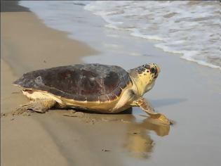 Φωτογραφία για Αλεξανδρούπολη: Δεκατρείς θαλάσσιες χελώνες εντοπίστηκαν νεκρές