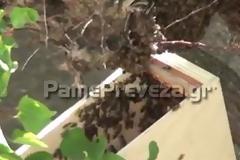 Σμήνος από μέλισσες 