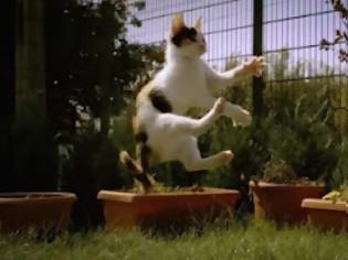 Φωτογραφία για Απίστευτο βίντεο με γάτα σε slow motion! [Video]