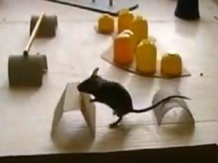 Φωτογραφία για VIDEO: Το πιο έξυπνο ποντίκι στον κόσμο