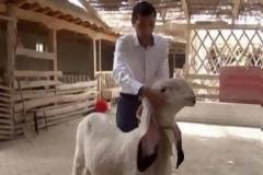 Του έδωσαν ένα εκατ. ευρώ για ένα πρόβατο και αρνήθηκε να το πουλήσει