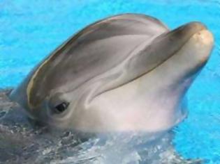 Φωτογραφία για Σκότωσαν δελφίνια με ηρωίνη!