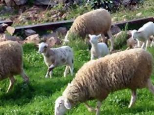 Φωτογραφία για Τα πρόβατα έφαγαν τα χασισόδεντρα