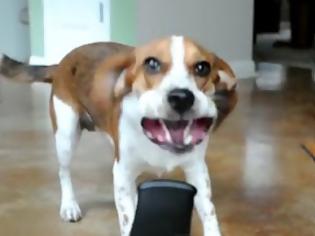 Φωτογραφία για Επική μάχη μεταξύ φυσητήρα φύλλων και ενός σκύλου! [Video]