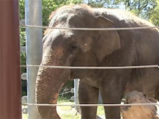 Φωτογραφία για Shanti, ο ελέφαντας που παίζει φυσαρμόνικα [Video]