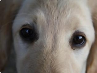 Φωτογραφία για Τι λένε τα μάτια του σκύλου σας για την υγεία του;