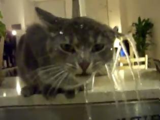 Φωτογραφία για Η γάτα που λατρεύει το νερό! [Video]