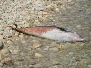 Φωτογραφία για Δεύτερο νεκρό δελφίνι στον Αμβρακικό