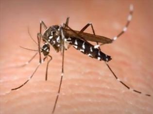 Φωτογραφία για Από τι κινδυνεύουμε όταν μας τσιμπήσει κουνούπι;