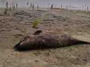 Φωτογραφία για Πρέβεζα: Ένα ακόμη νεκρό δελφίνι βρέθηκε στην περιοχή του Πνευματικού Φάρου!