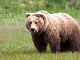 Φωτογραφία για Απομάκρυναν αρκούδα από το Τσοτύλι