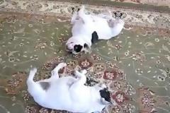 Κλάψτε από το γέλιο: Δύο bulldogs χορεύουν... Twist! [Video]